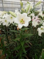 [4120 Selene VZ No101.JPG]